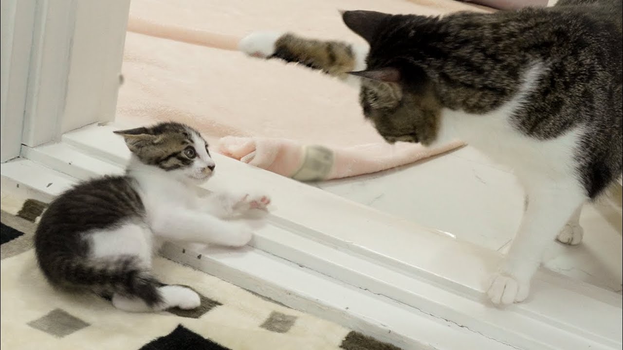 What Happens When a Rescued Kitten Wants to Get Close to a Big Cat │ Episode.5
