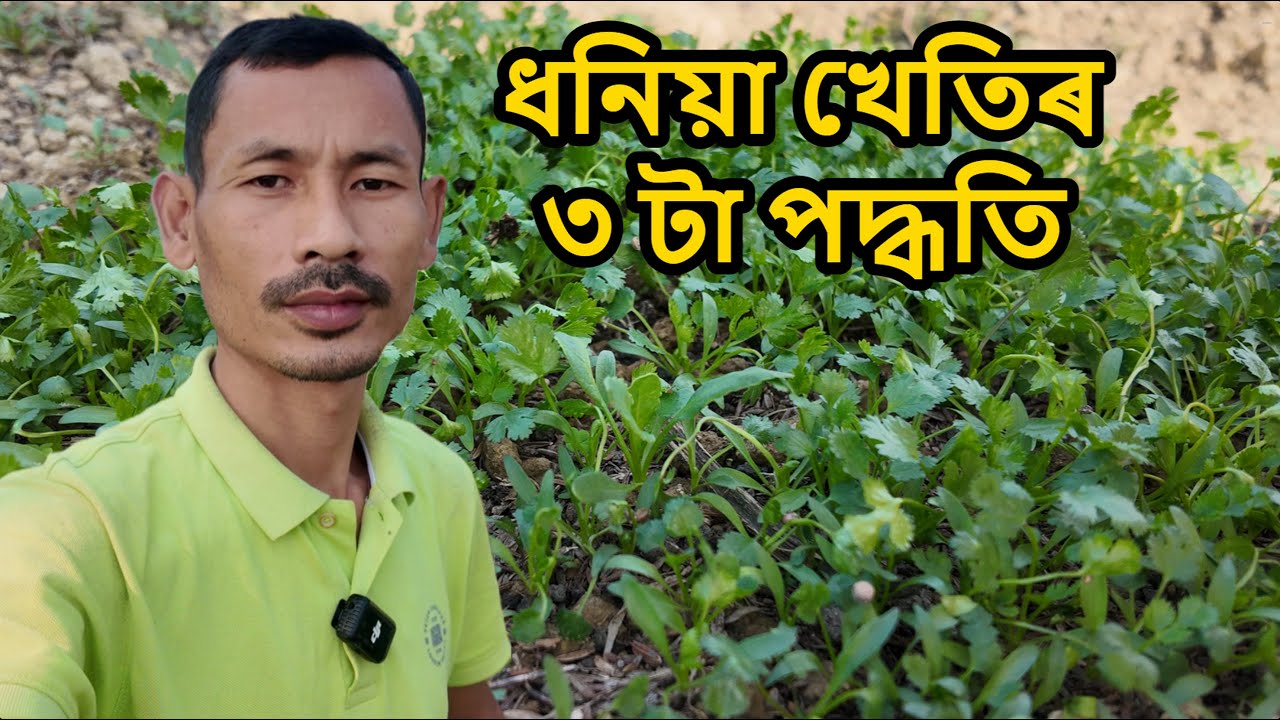 ধনিয়া খেতিৰ ৩ টা পদ্ধতি | 3 Proven Methods to Grow Coriander at Home (With Results)