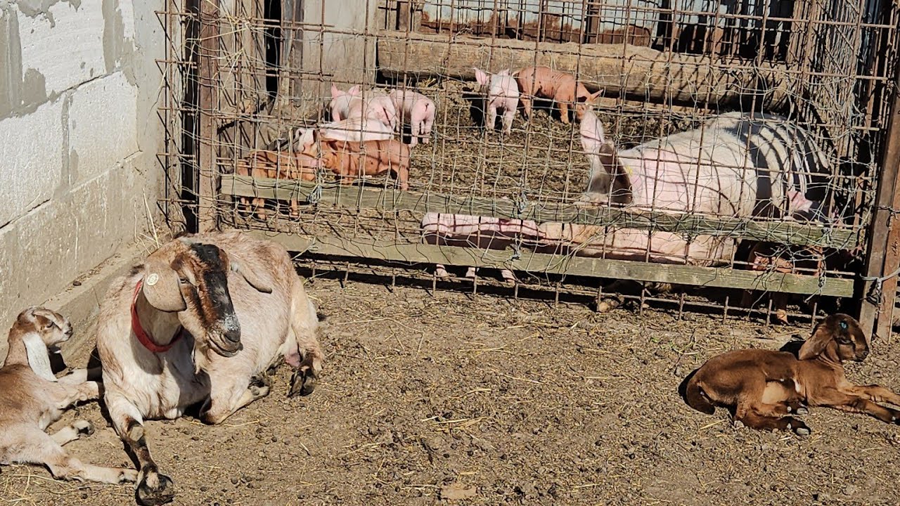 LA O MICĂ BÂRFĂ DIN MIJLOCUL ANIMALELOR!🤣