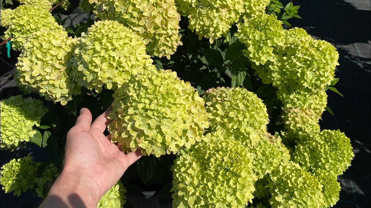 Гортензия метельчатая Литтл Лайм Hydrangea paniculata Little Lime (Фильм-2)
