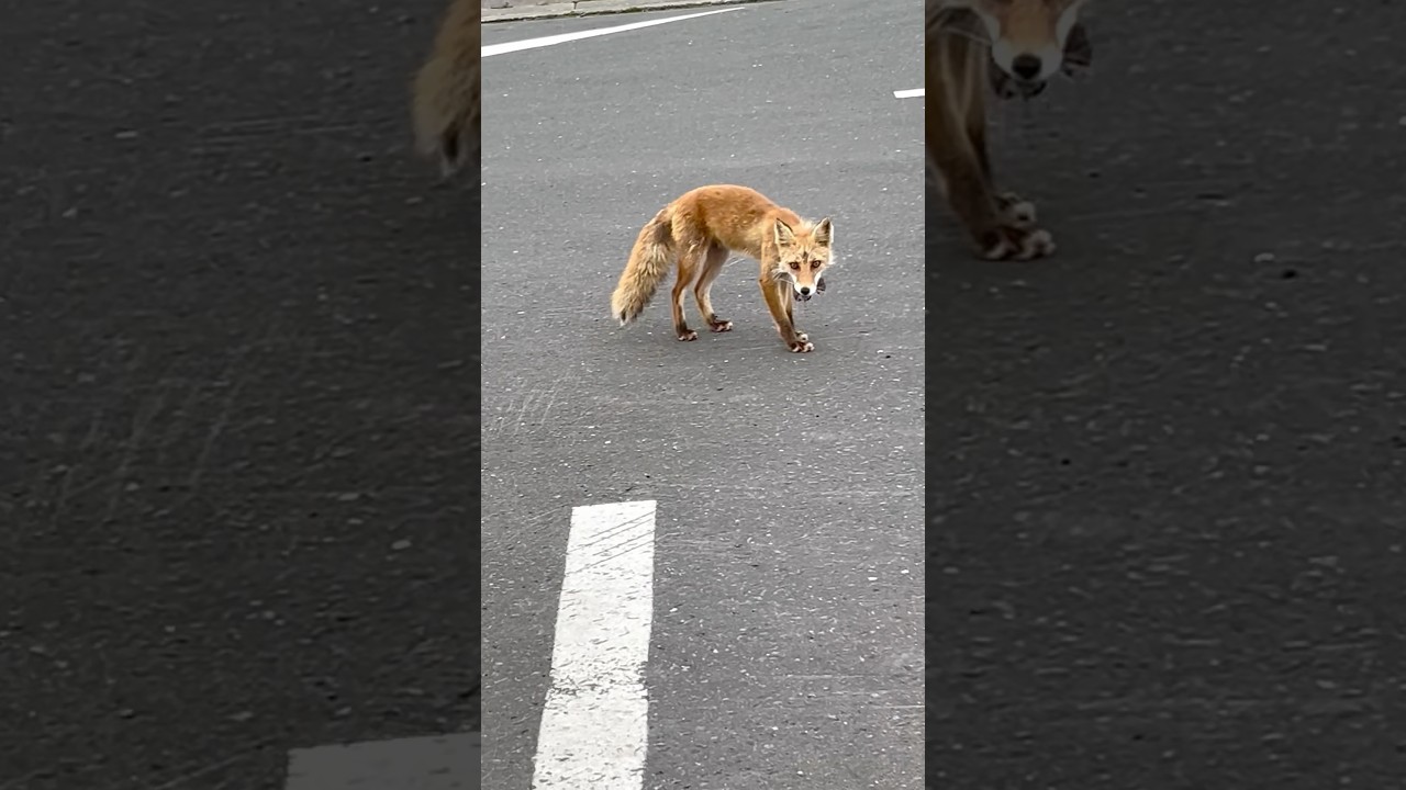 キタキツネが捕らえたネズミを見せびらかしに来た！が、羨ましくはないよ🤣