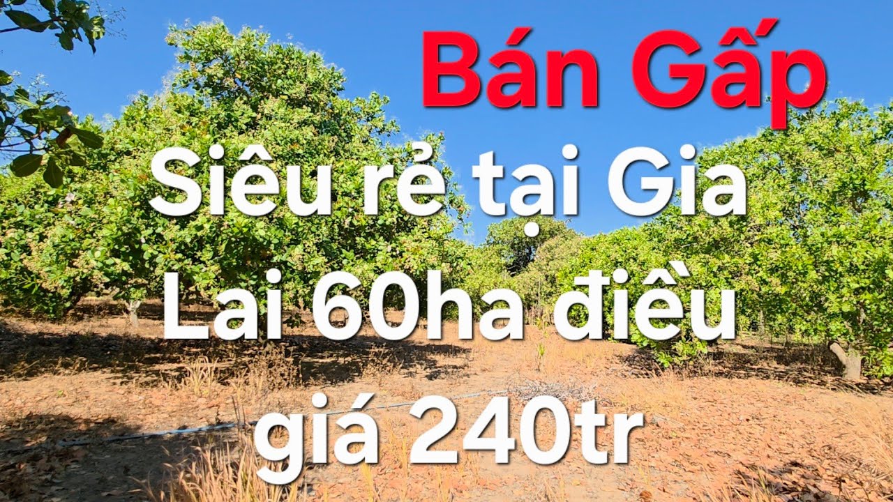 60ha điều đẹp ôm suối lớn, giá 240tr, ace quan tâm lh 08 22 72 76 79. 