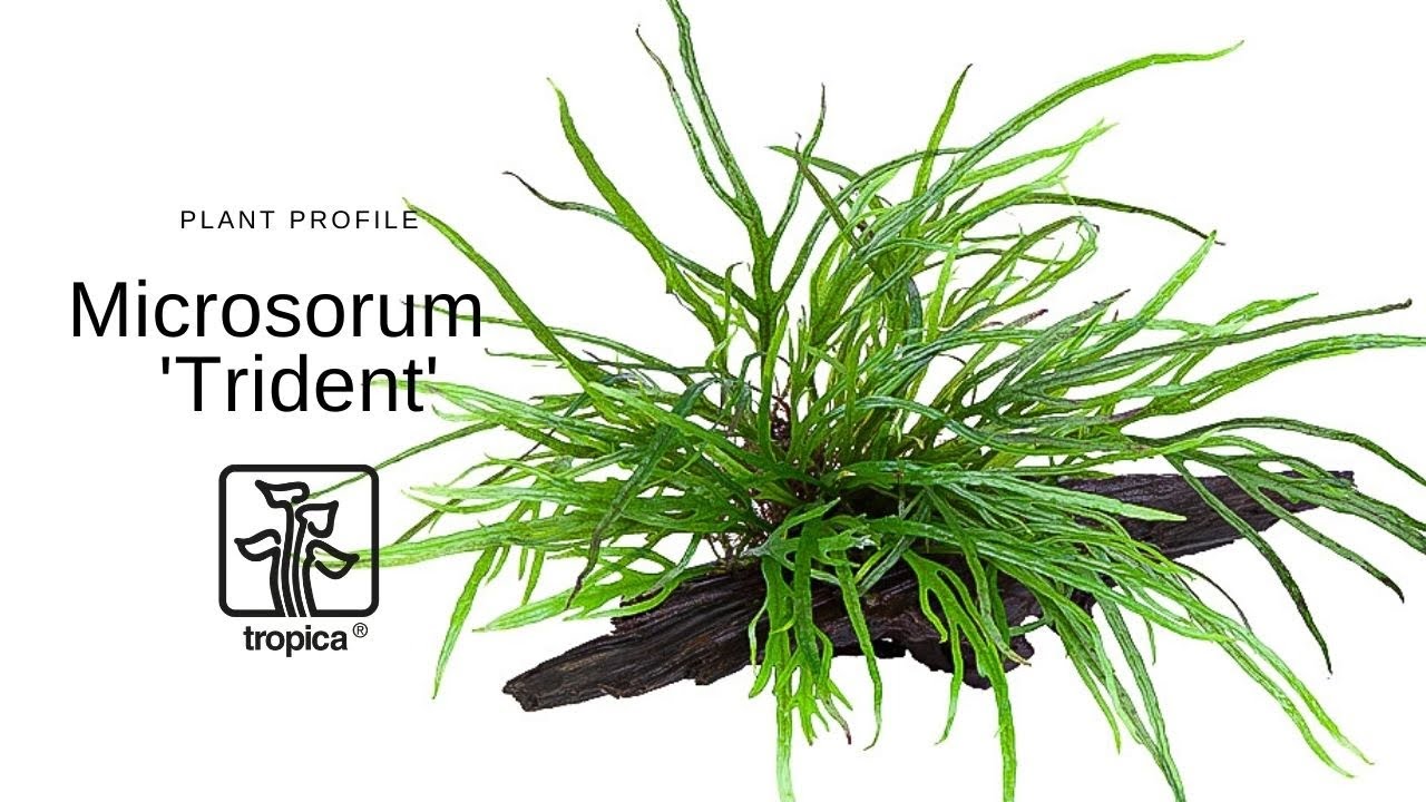 Microsorum pteropus 'Trident' - Папоротник трезубец