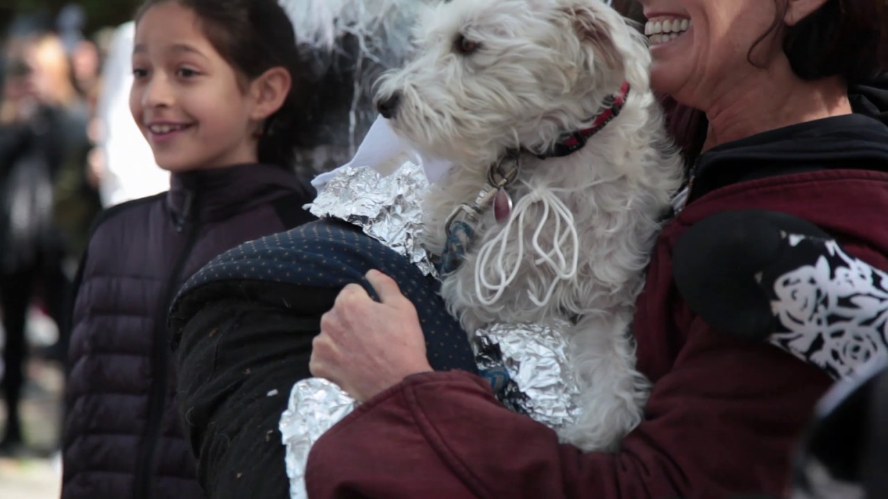 The 2016 Great Pupkin Halloween Dog Costume Contest