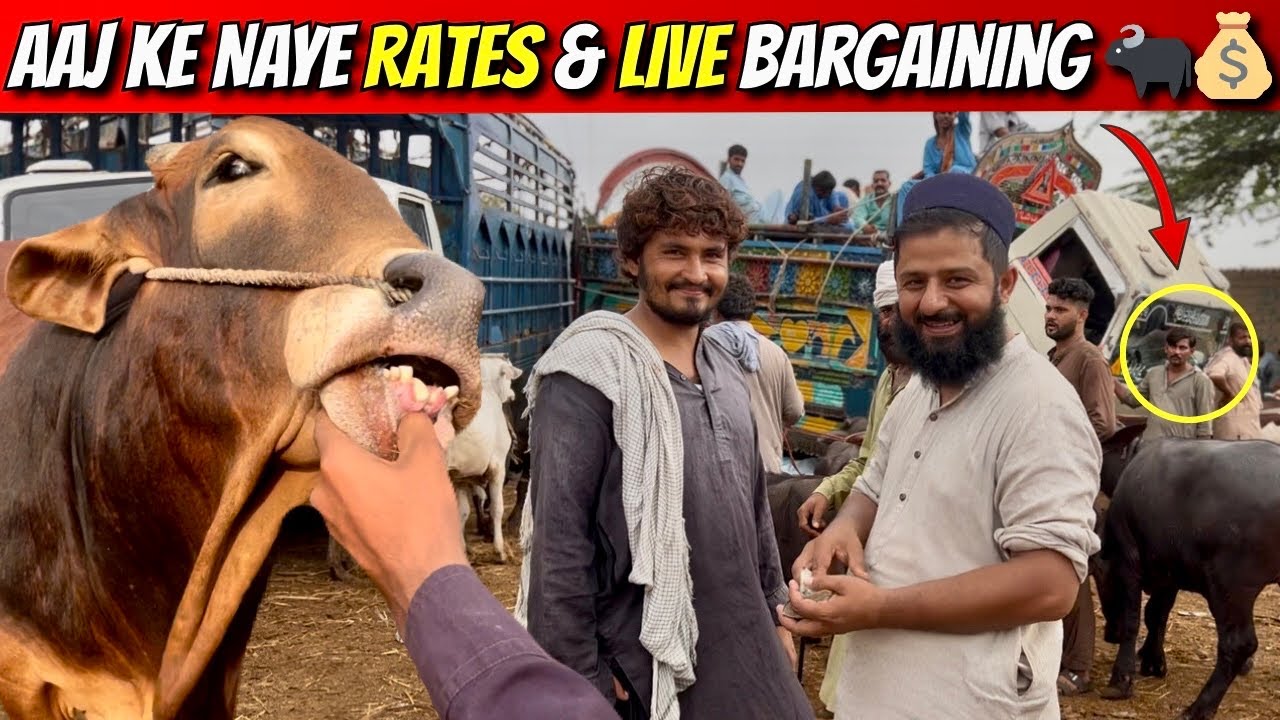Bhains Colony Mandi 17 September 2025 | Latest Rates & Live Bargaining 🔥