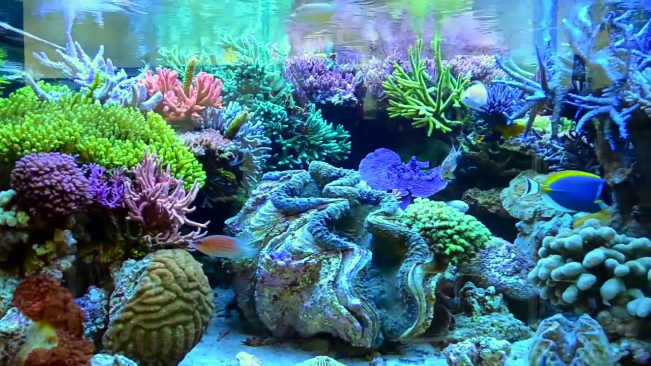 Aquário da TRITON Reef Bioscience