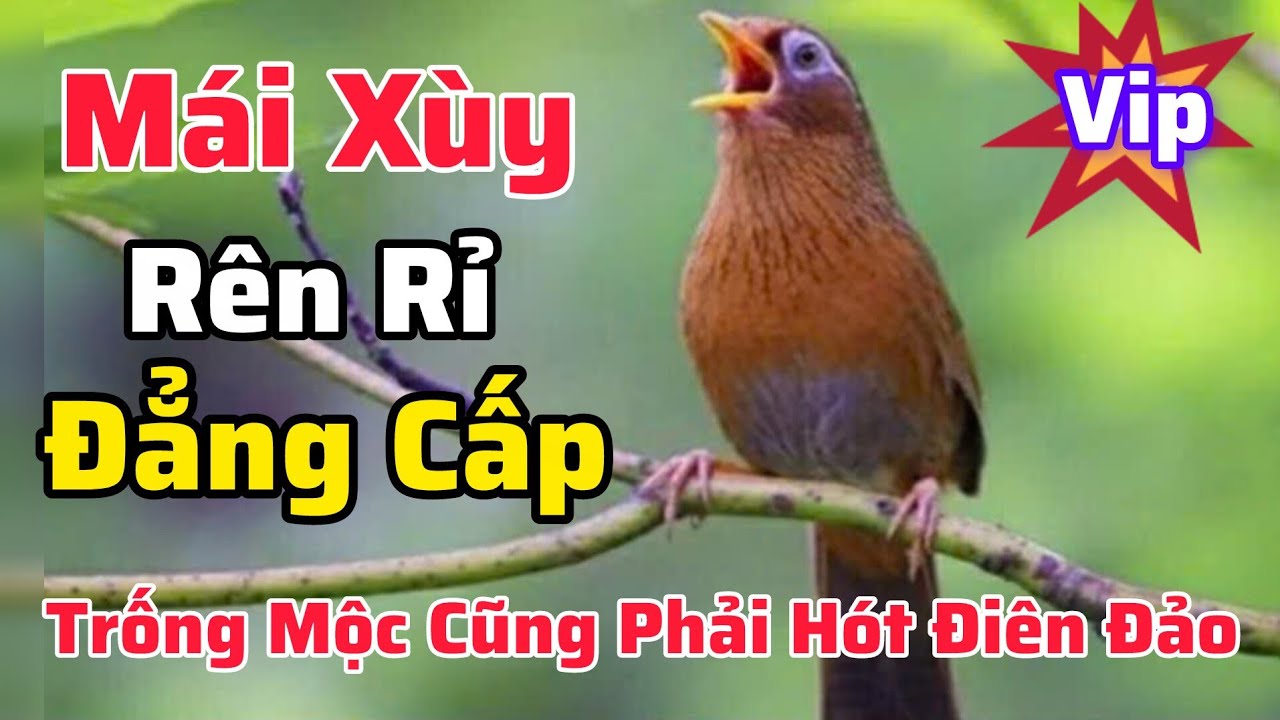 Mi Mái Xùy Siêu Đỉnh Kích Trống Hót Solo Cả Ngày Căng Lửa #longhoamichien 