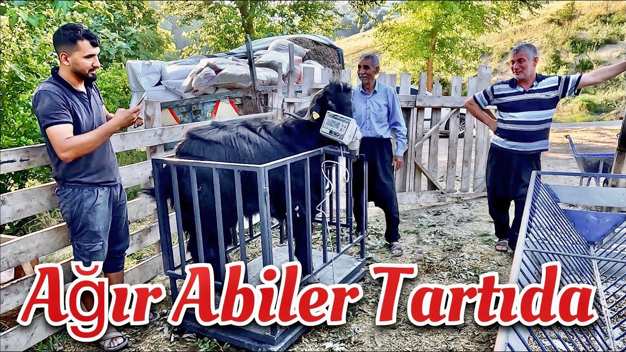 40 YILLIK BESİCİLER BİLE GÖZLERİNE İNANAMADI 👀/ 2024 Kurbanlık Tartımı