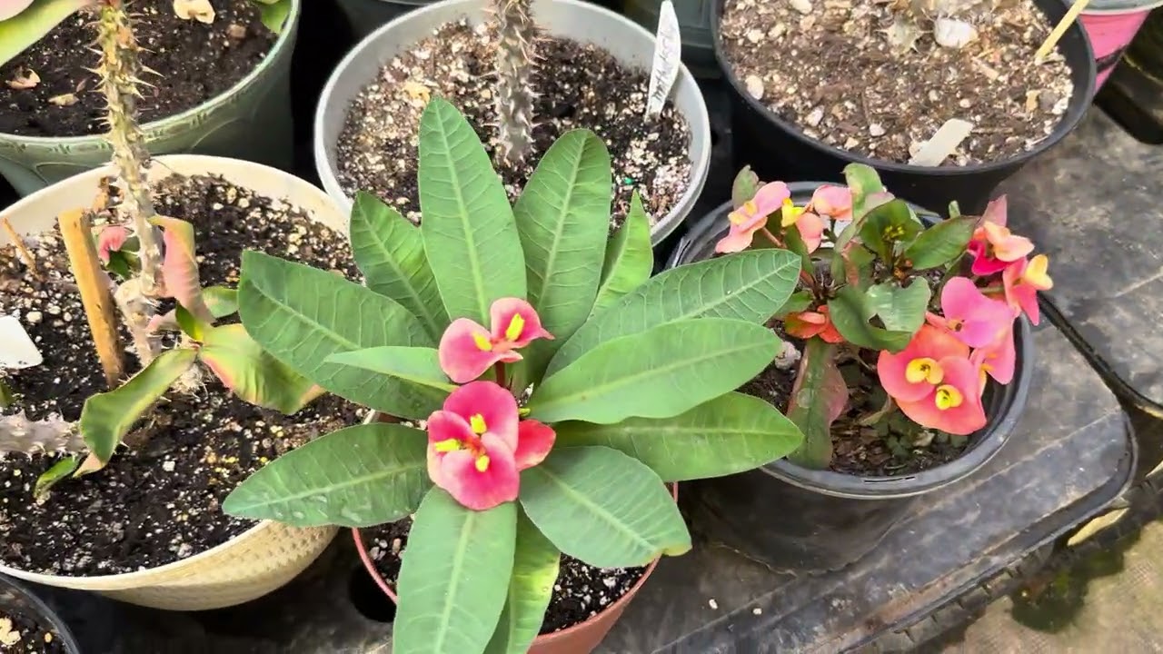 Hola nuevas floraciones  se aproxima la primavera  febrero 27