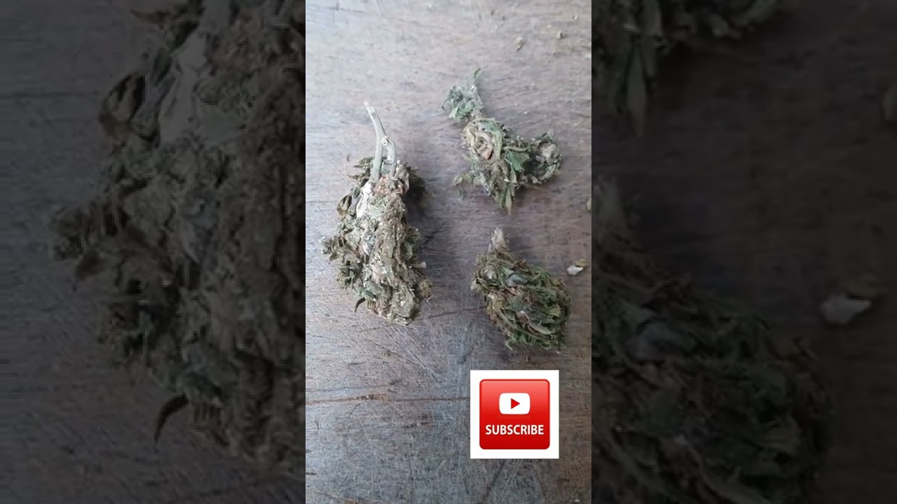 onther organic weed hunting legalize cannabis Nepal #555#chirag#khadka