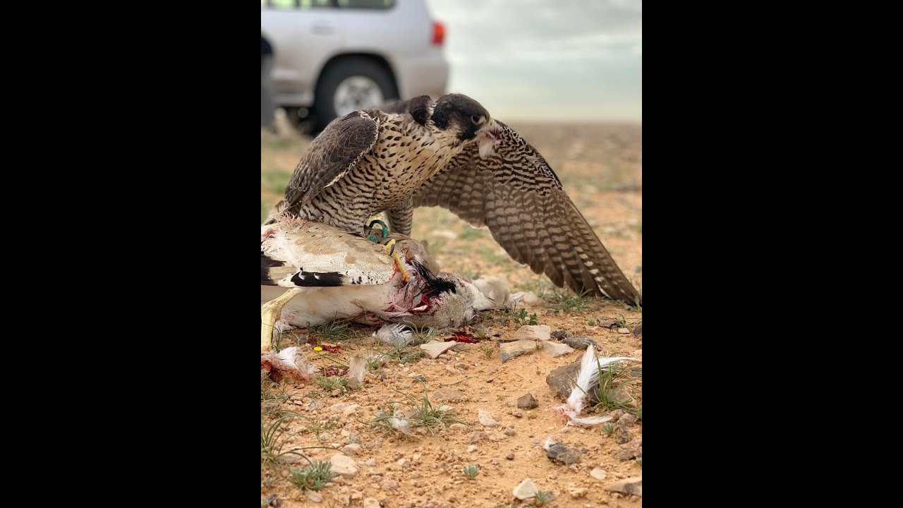 شعراء الطير|كل شاعر بقصيدة عن الطير|عمالقة الشعر