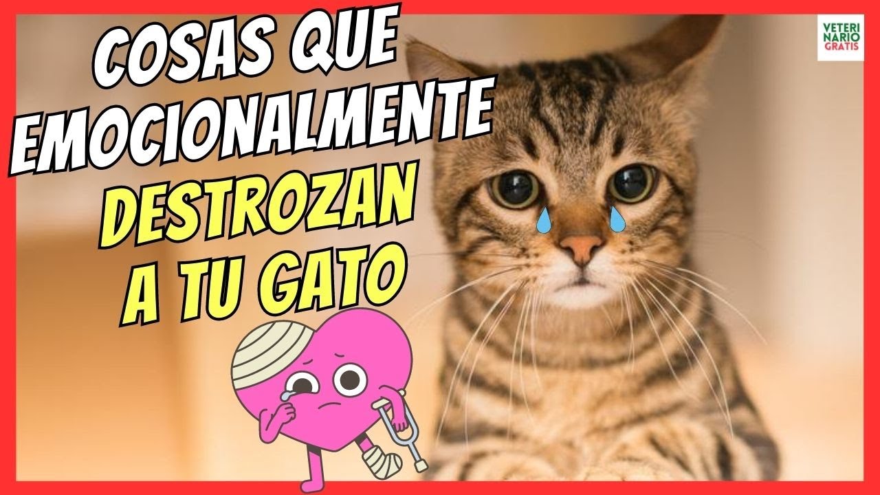 🔴 10 COSAS QUE EMOCIONALMENTE HACEN DAÑO A TU GATO 🔴