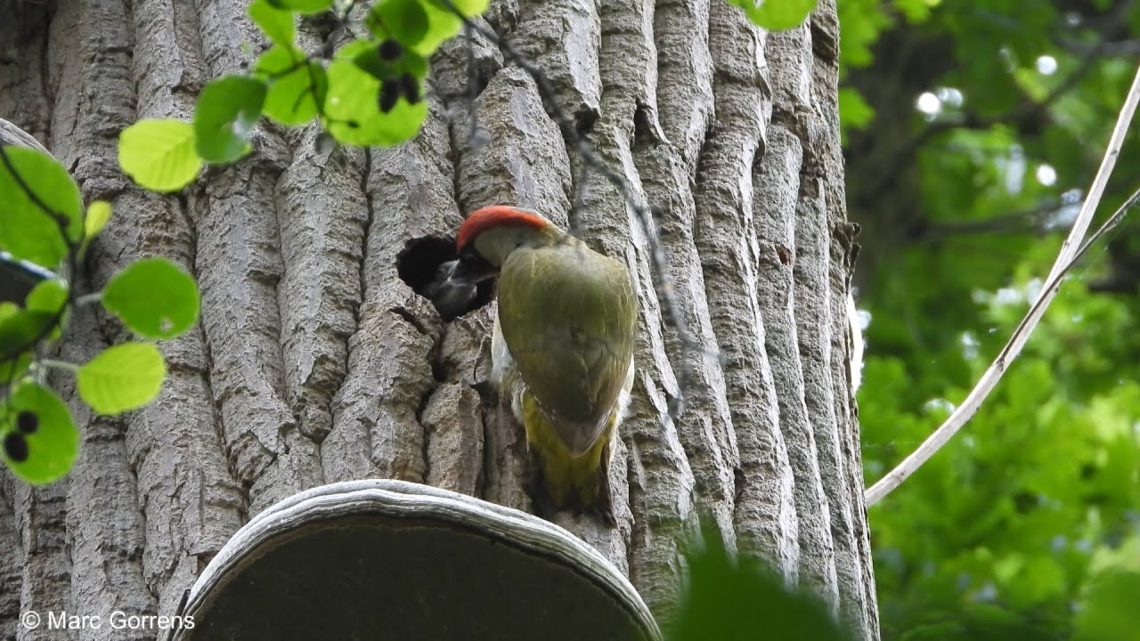 Groene specht nestholte Groene Specht Zevenbergenbos 24 mei 2020