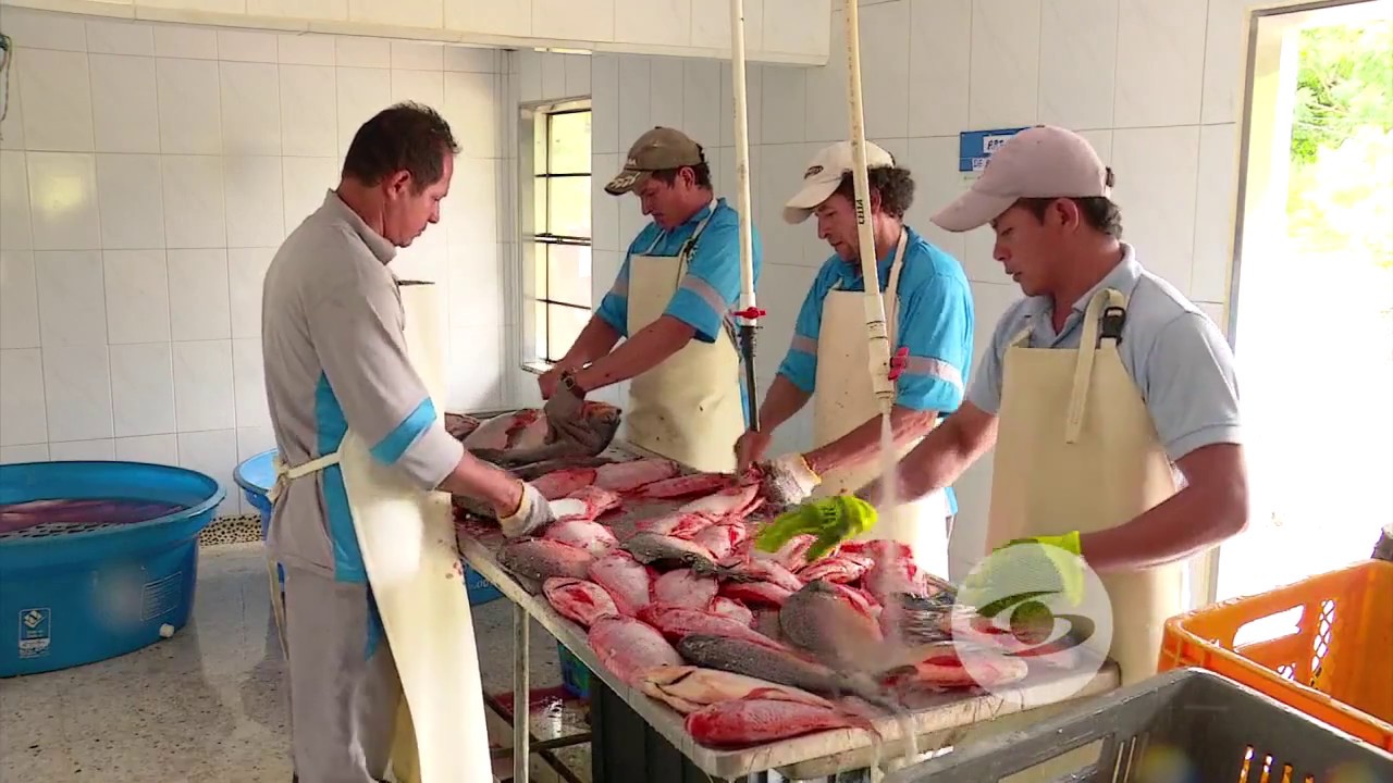 Sacrificio y refrigeración del pescado | La Finca de Hoy