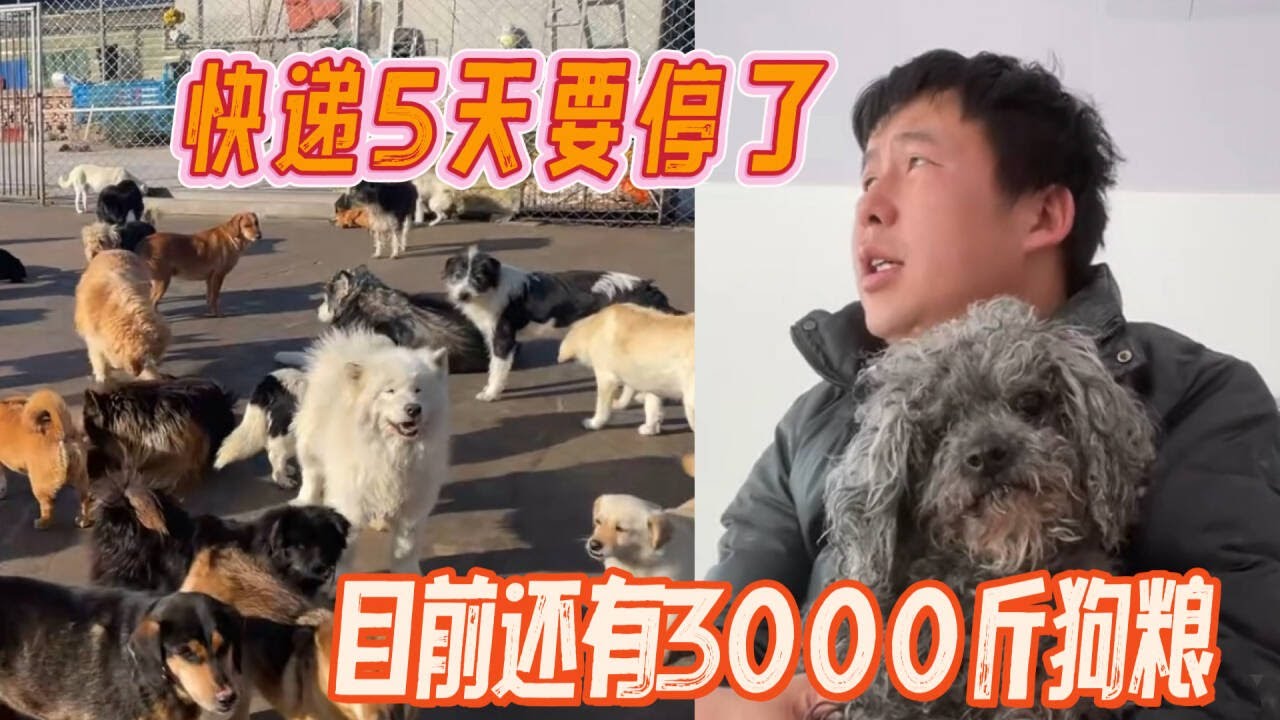 2026-1-26 Xiaoxu's Mountain Life with Dogs 2月1号物流就要停用了，就剩5天时间了目前将近300只狗狗只有3000斤粮食。