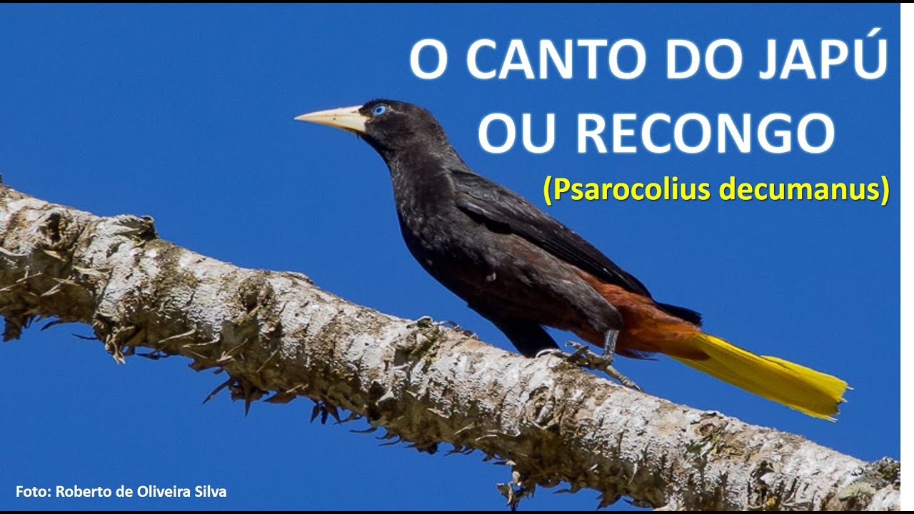 Canto do Recongo ou Japu (Psarocolius decumanus) #recongo #aves #pássaros #CrestedOropendola