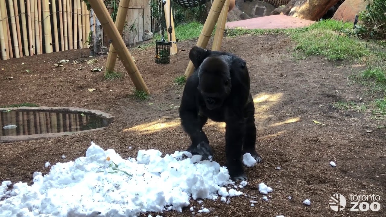 Western Lowland Gorilla Snow Day at the Toronto Zoo