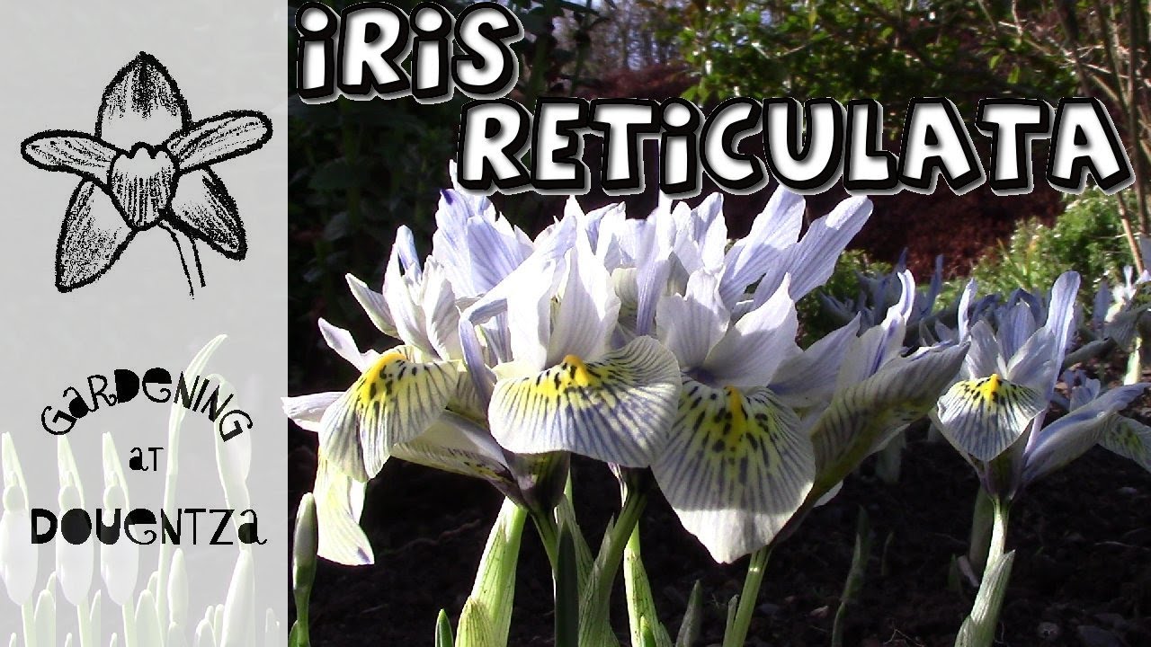 Growing Iris reticulata in the Garden (netted irises) -  'Katharine Hodgkin', 'Harmony' & more