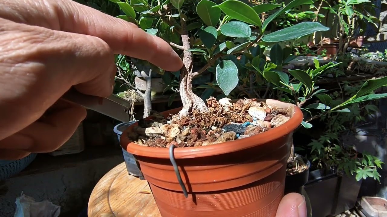 incisiónes para engrosar la base del tronco en ficus