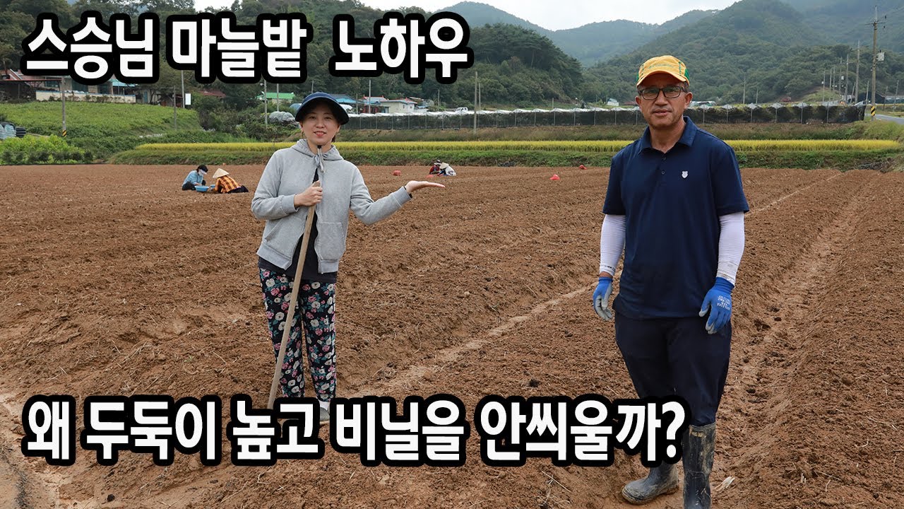 마늘농사 노하우 비닐 왜 안씌워요???