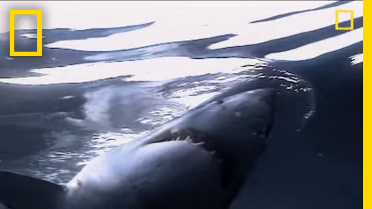 Great White Sharks | National Geographic