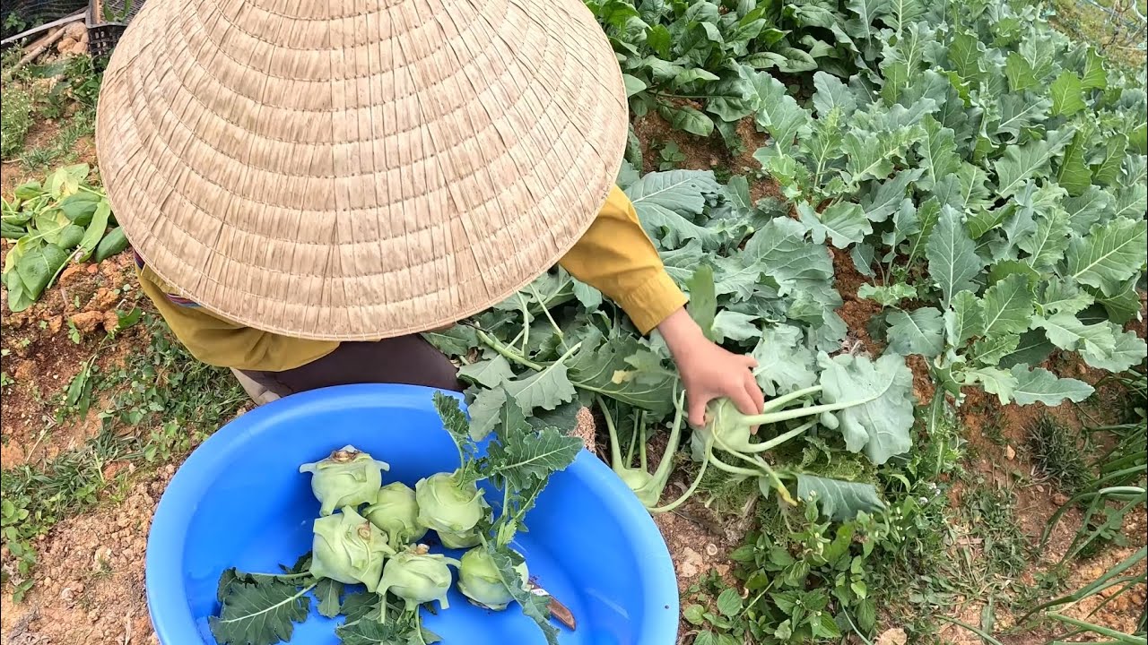 Thu hoạch SU HÀO, trồng rau thuận theo tự nhiên.