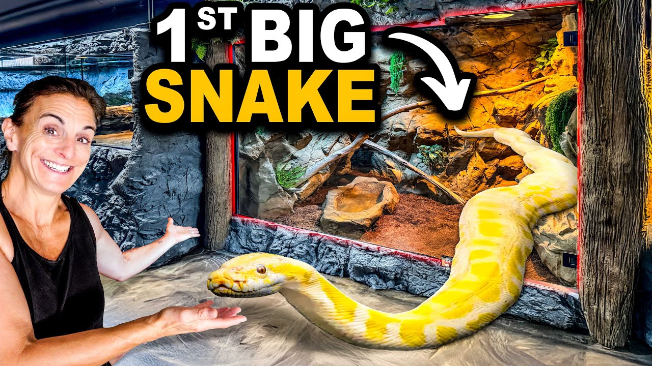 1st Giant Snake Moves In To My New Zoo!