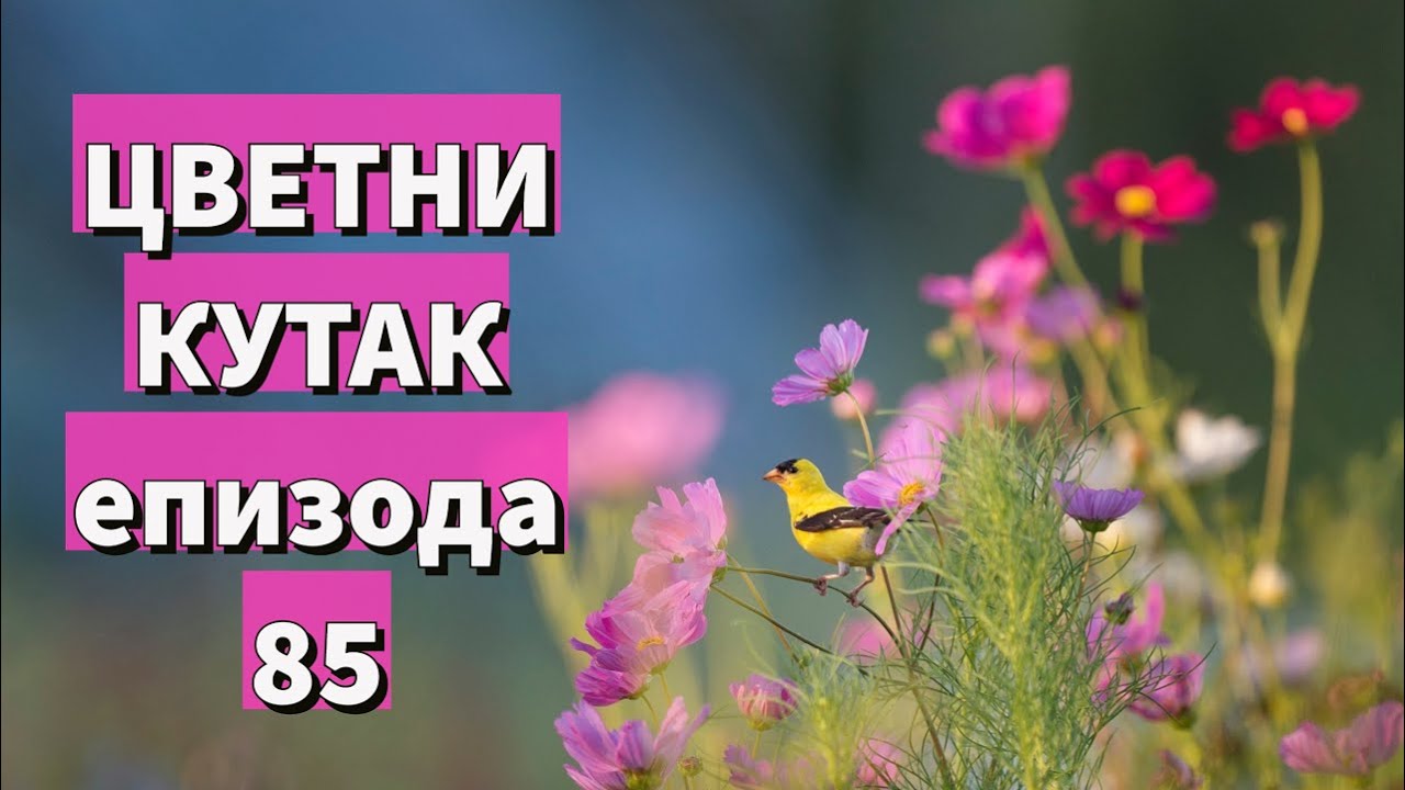 Cvetni kutak ep. 85 24.06.2021. Sajam cveća, Pančevo, Tašmajdanski park, vinarija 