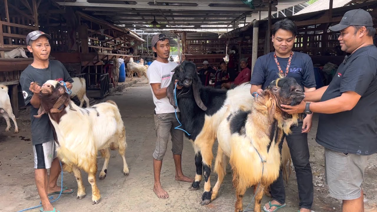 PERBEDAAN KAMBING KURBAN BOER JAWA RANDU VS PE