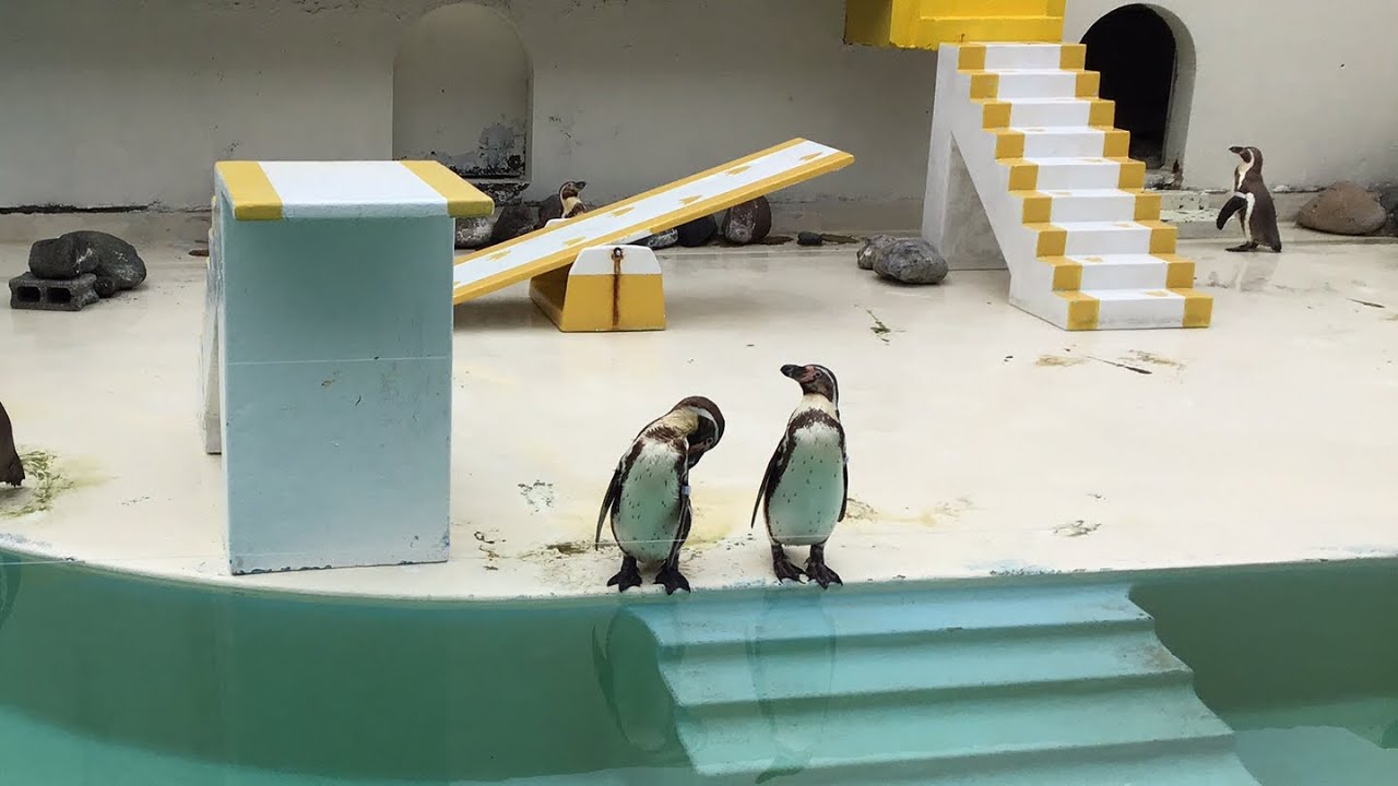 6月20日 アザラシショー・ペンギンショーLive配信