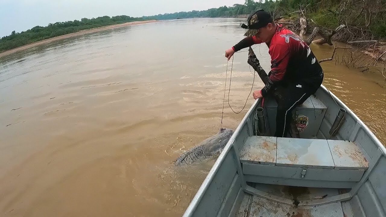 Así pescamos un bagre rayado de 35 libras en Cravo norte Arauca .