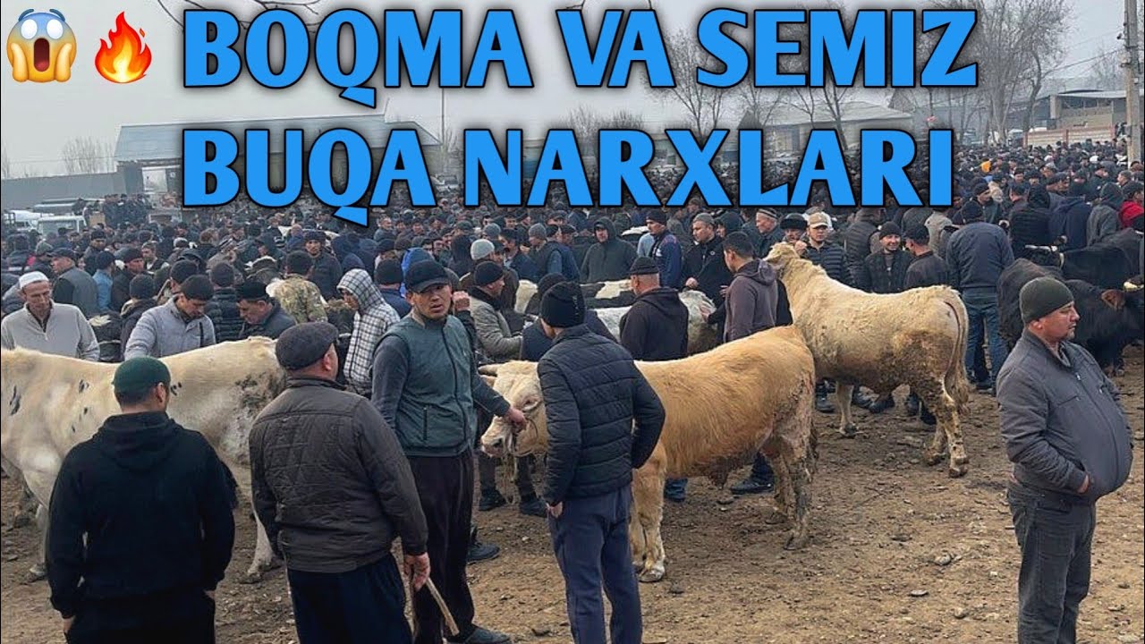 SEMIZ BUQA BOQMA BUQA NARXLARI DORMANCHA CHORVA BOZORIDAN