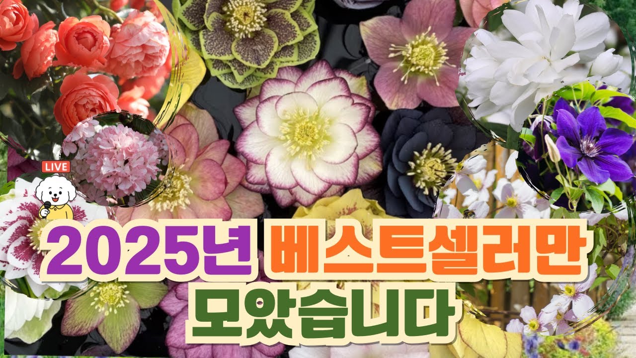 W가든센터에서 검증된 인기품종 리스트｜티앤랑장미·자주받침꽃·유럽분꽃·겹접시꽃·에키네시아·크리스마스로즈
