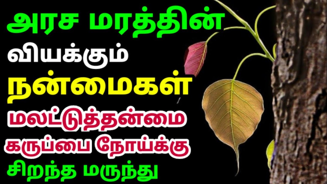 அரச இலை பயன்கள்| peepal leaf benefits in tamil| arasa ilai payangal| கருப்பை பலம் பெற| அரச மரம் பயன்