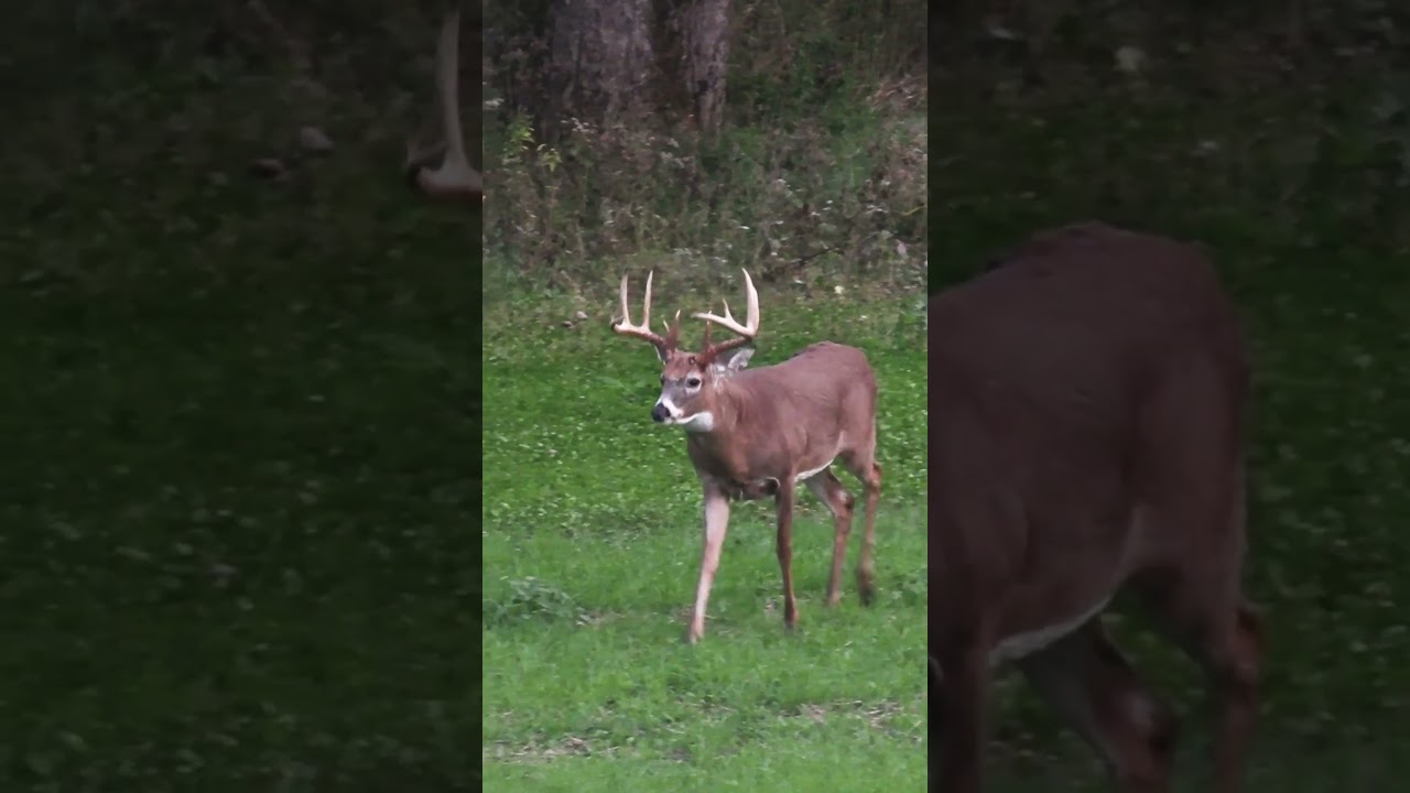 Everything You Need To Know About Planting Food Plots #deerseason24