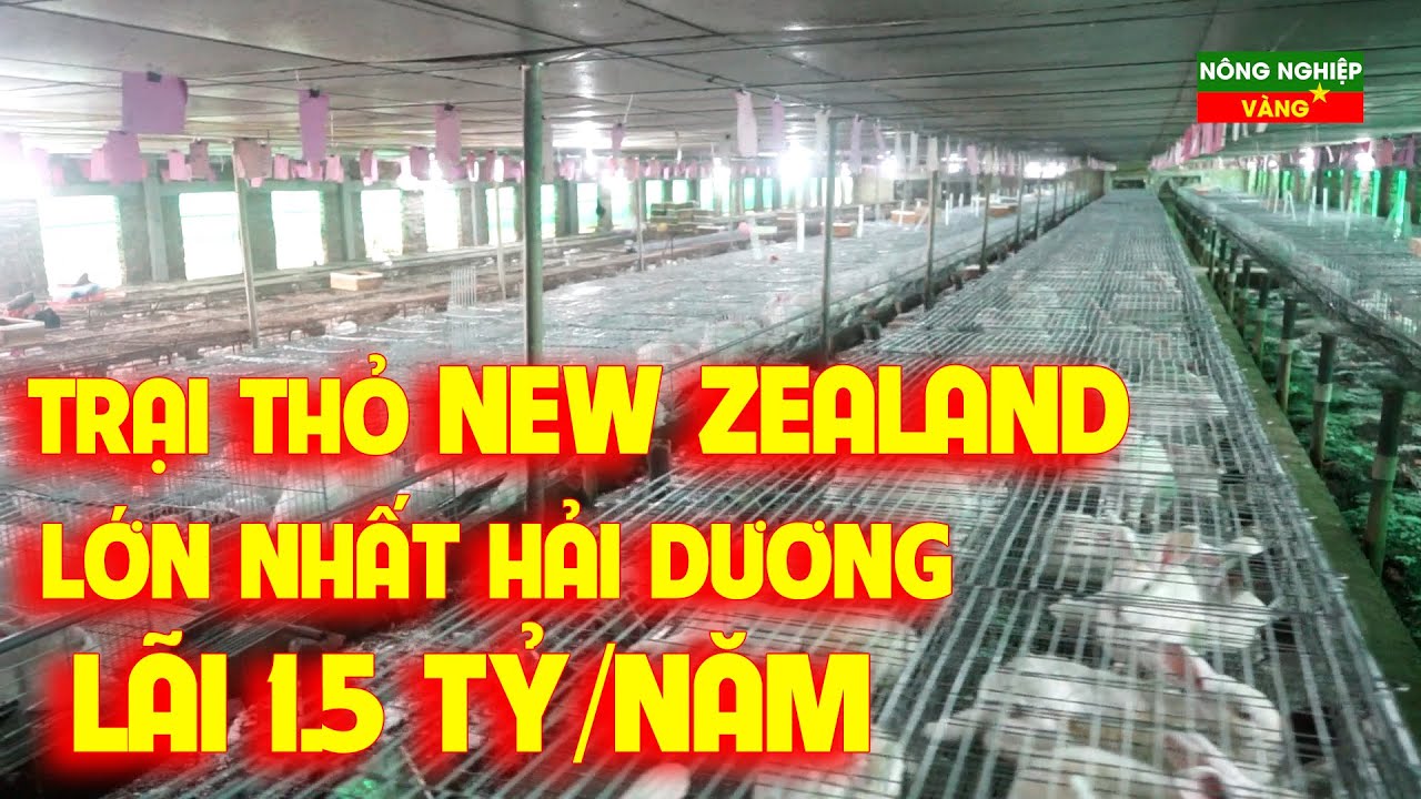 ĐÃ MẮT VỚI MÔ HÌNH NUÔI THỎ NEW ZEALAND LỚN BẬC NHẤT TỈNH HẢI DƯƠNG LÃI MỖI NĂM 1.5 TỶ ĐỒNG
