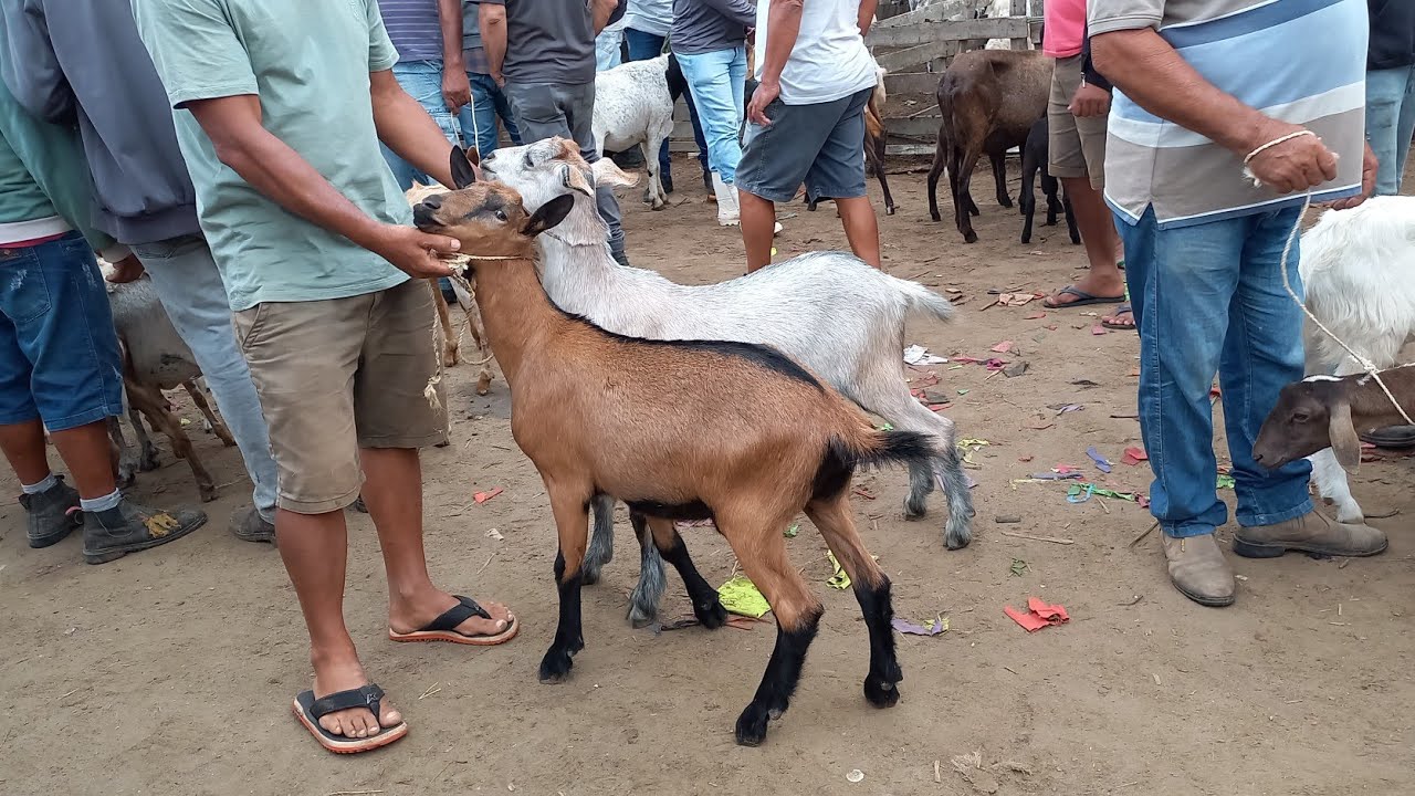 FEIRA DE ANIMAIS EM CAMPINA GRANDE-PB 21-01-2026 