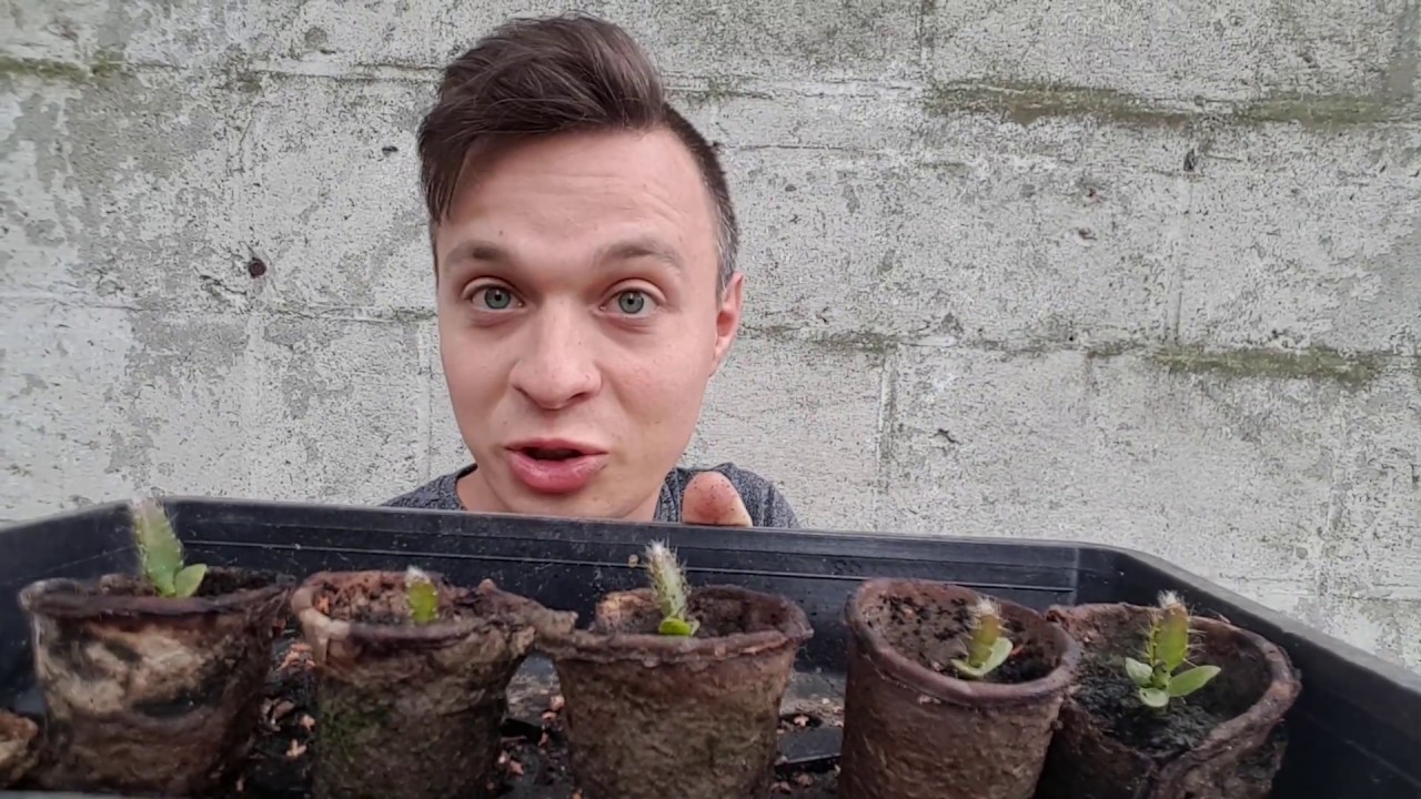 GROENTEN EN FRUIT VERBOUWEN - JUMBO PANNINGEN VLOG #48