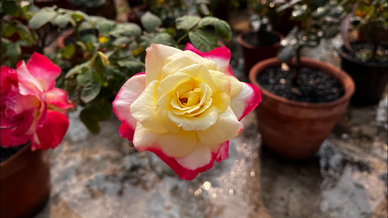🌹🌹Double Delight Rose full bloom and plant overview. #rose #nature #terracegarden #flowers