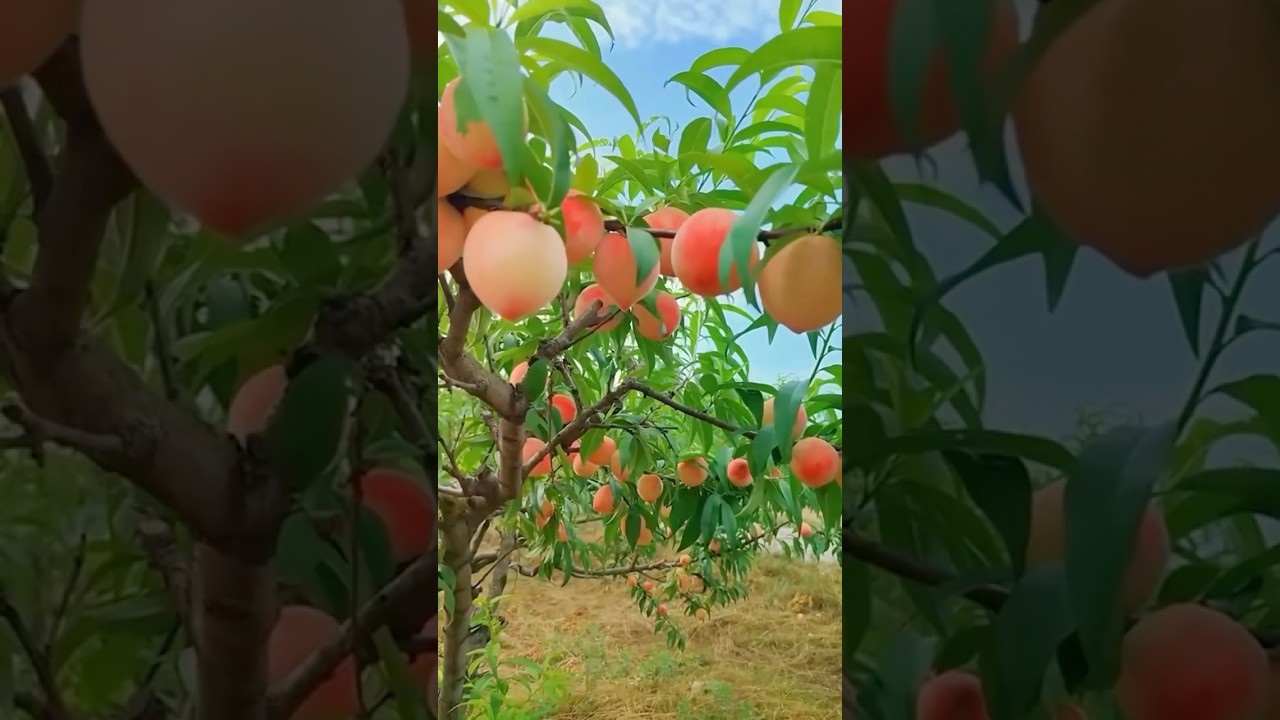 Estos agricultores tienen un m&eacute;todo sorprendente para cultivar duraznos jugosos