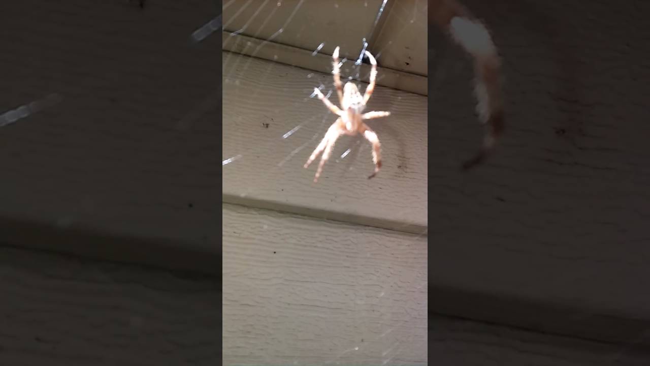 spider takeover