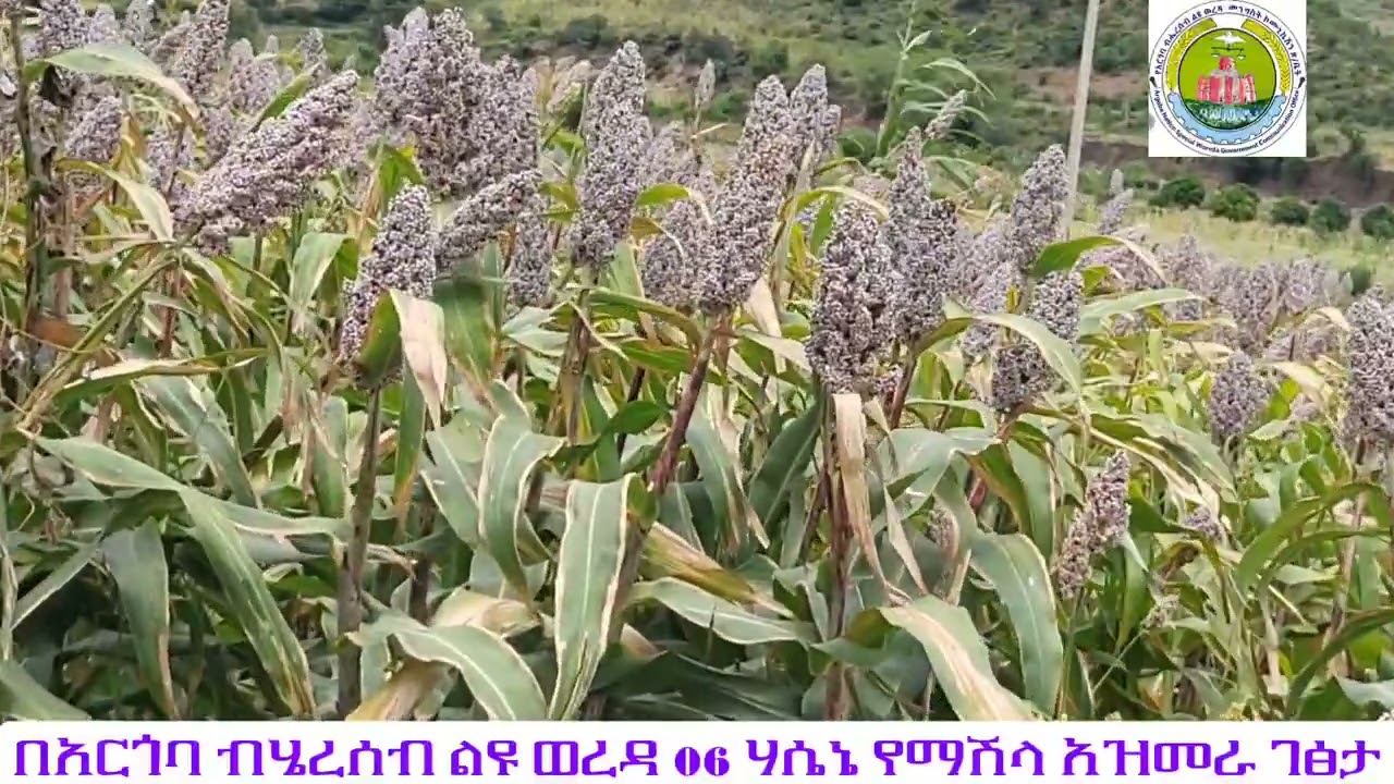 በአርጎባ ብሄረሰብ ልዩ ወረዳ 06 ሃሰኔ የማሽላ አዝመራ
