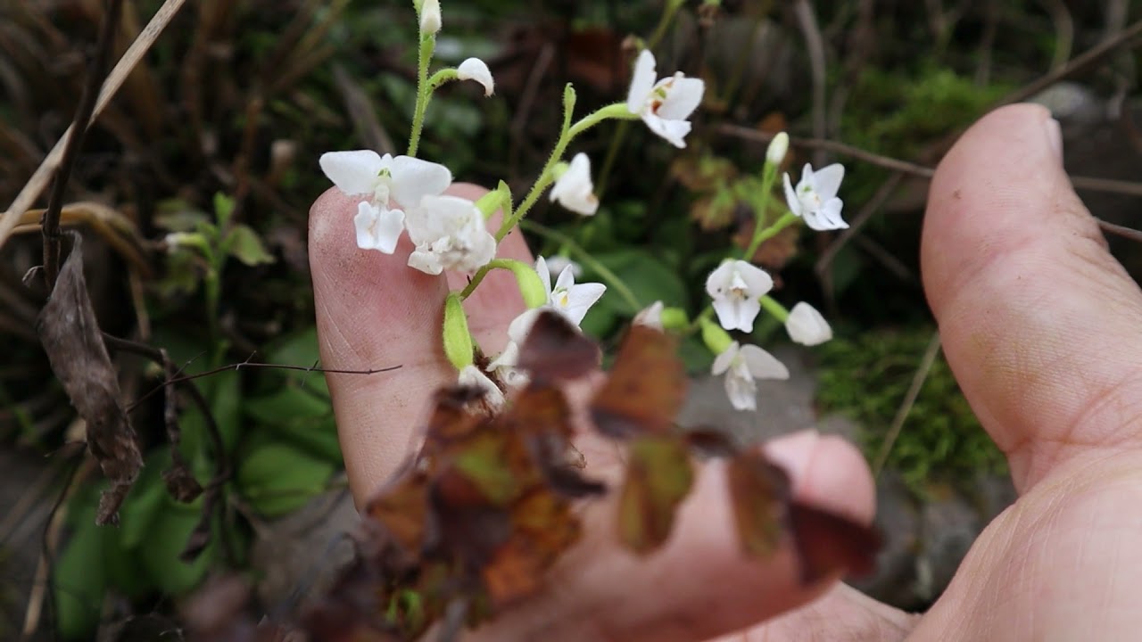 Ponthieva mandonii - flora argentina - orquidea nativa - wild orchid