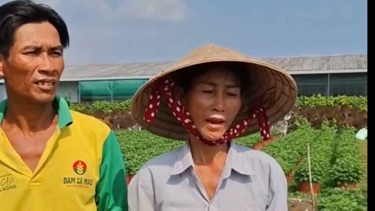 Tết 2026, nhà VƯỜN báo giá hoa tết vạn Thọ 35k/cặp 