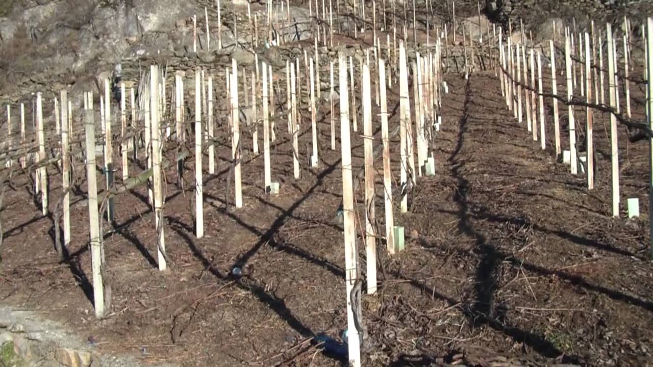 Valtellina-La vigna: ...pudà e ligà...