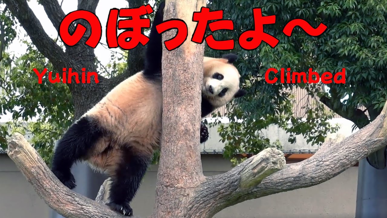 結浜　結いちゃん登ったよ～　お風呂で居眠りして木登り どうやって降りようかなあ　ゆいの木登り