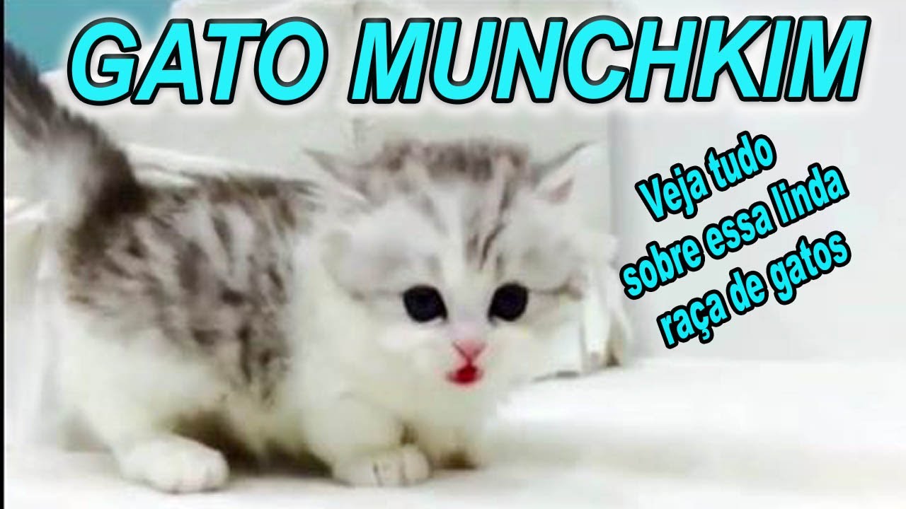 GATO ANÃO, OU MUNCHKIN: CONHEÇA AGORA ESSES GATOS MENORES DO MUNDO