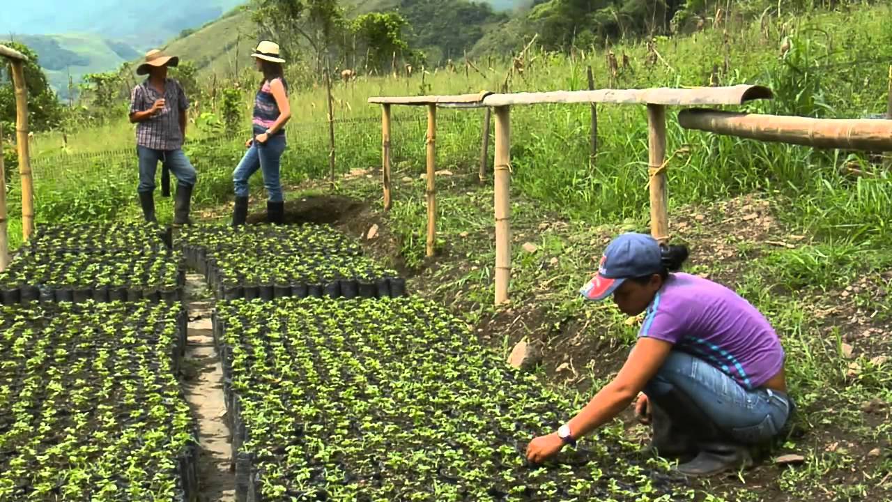 Producción de Maracuyá en Escuela de Campo