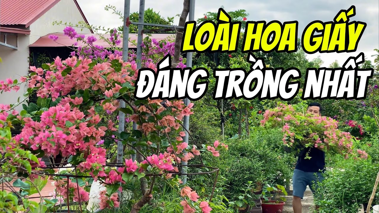 Lo&agrave;i hoa Giấy đ&aacute;ng trồng bậc nhất hiện nay