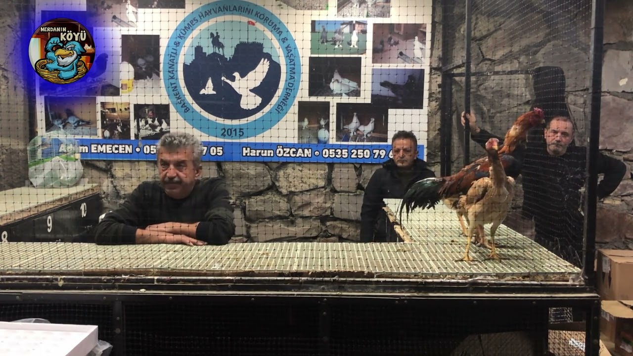 TAVUK   HOROZ İHALESİ ANKARA 2024 043